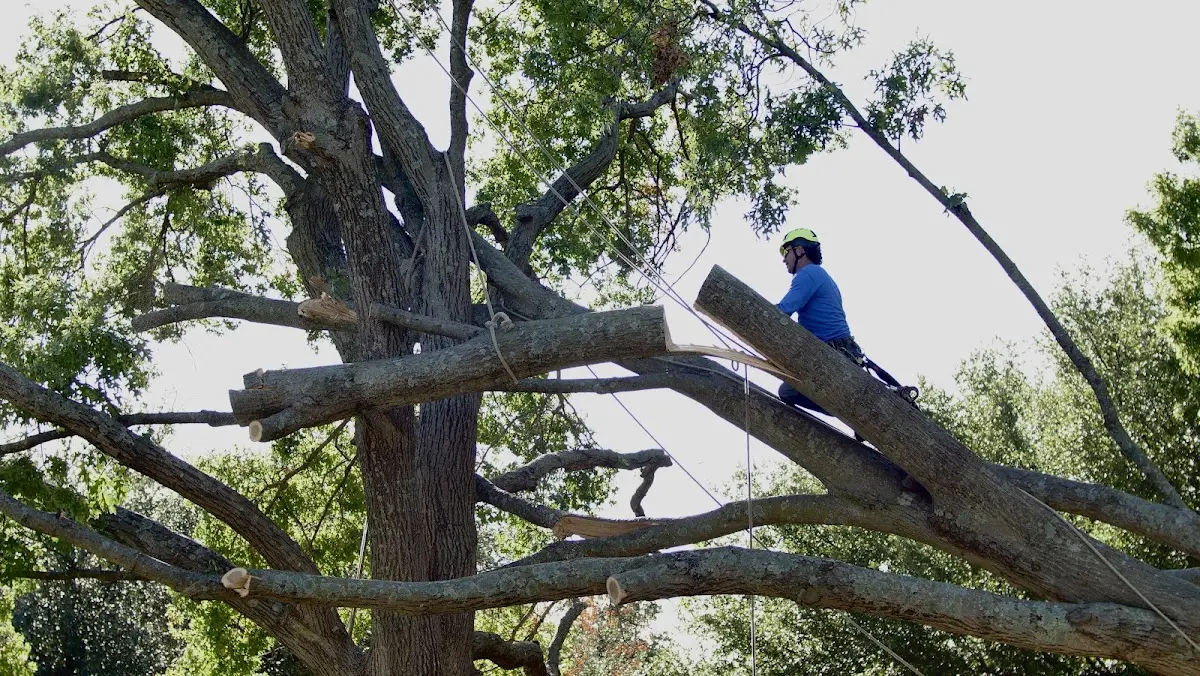 Professional Hazardous Tree Removal performed by certified arborists in Vanderpool